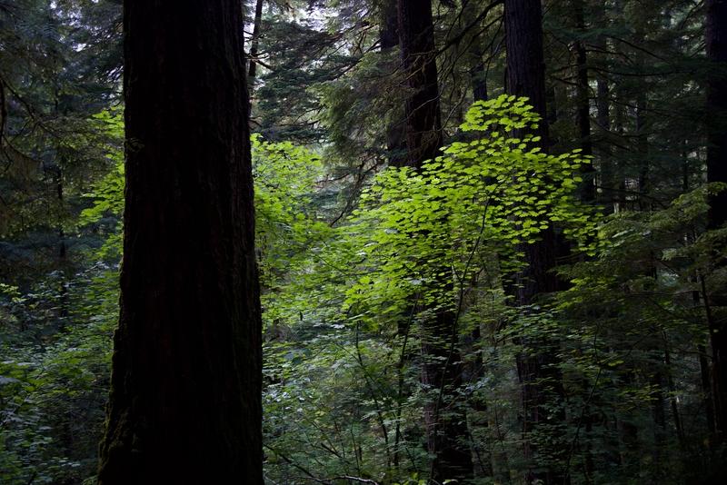 Forest Scene, Mt Ranier National Park