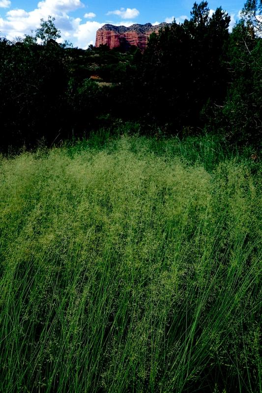Field of Green, Sedona, Arizona